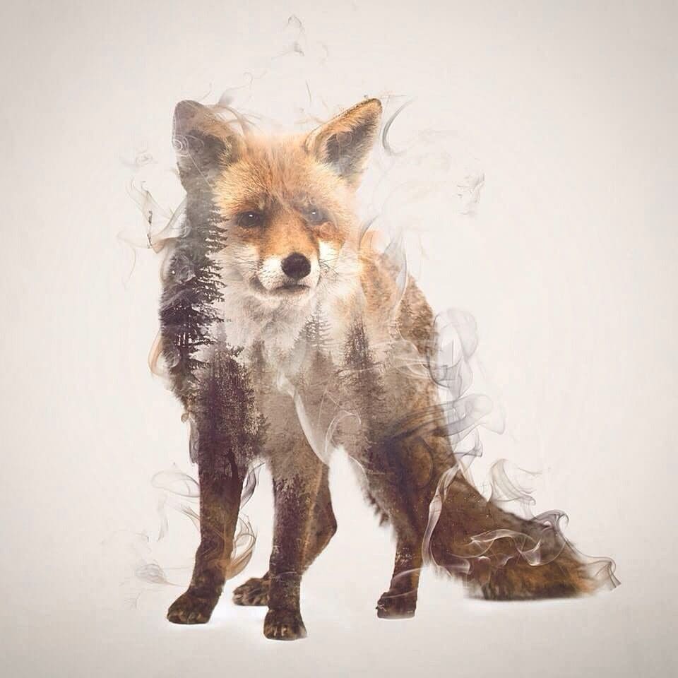Soft and delicate double exposure portraits of wild animals. That sums it up nicely.