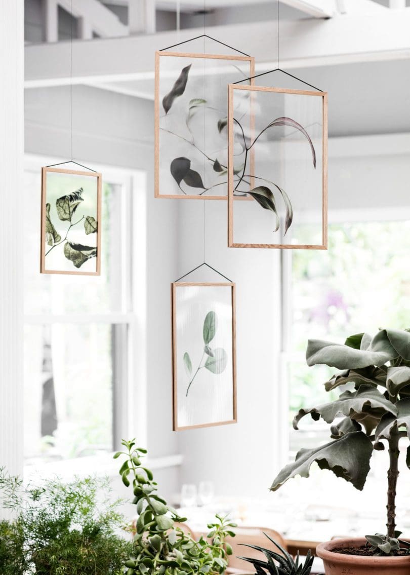 Transparent Botanical Prints